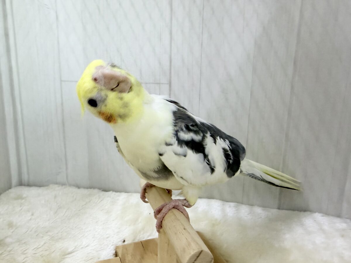 目がまんまる⭕️可愛らしいお顔のオカメインコさん(パイド)入荷しました❤️ オカメインコ
