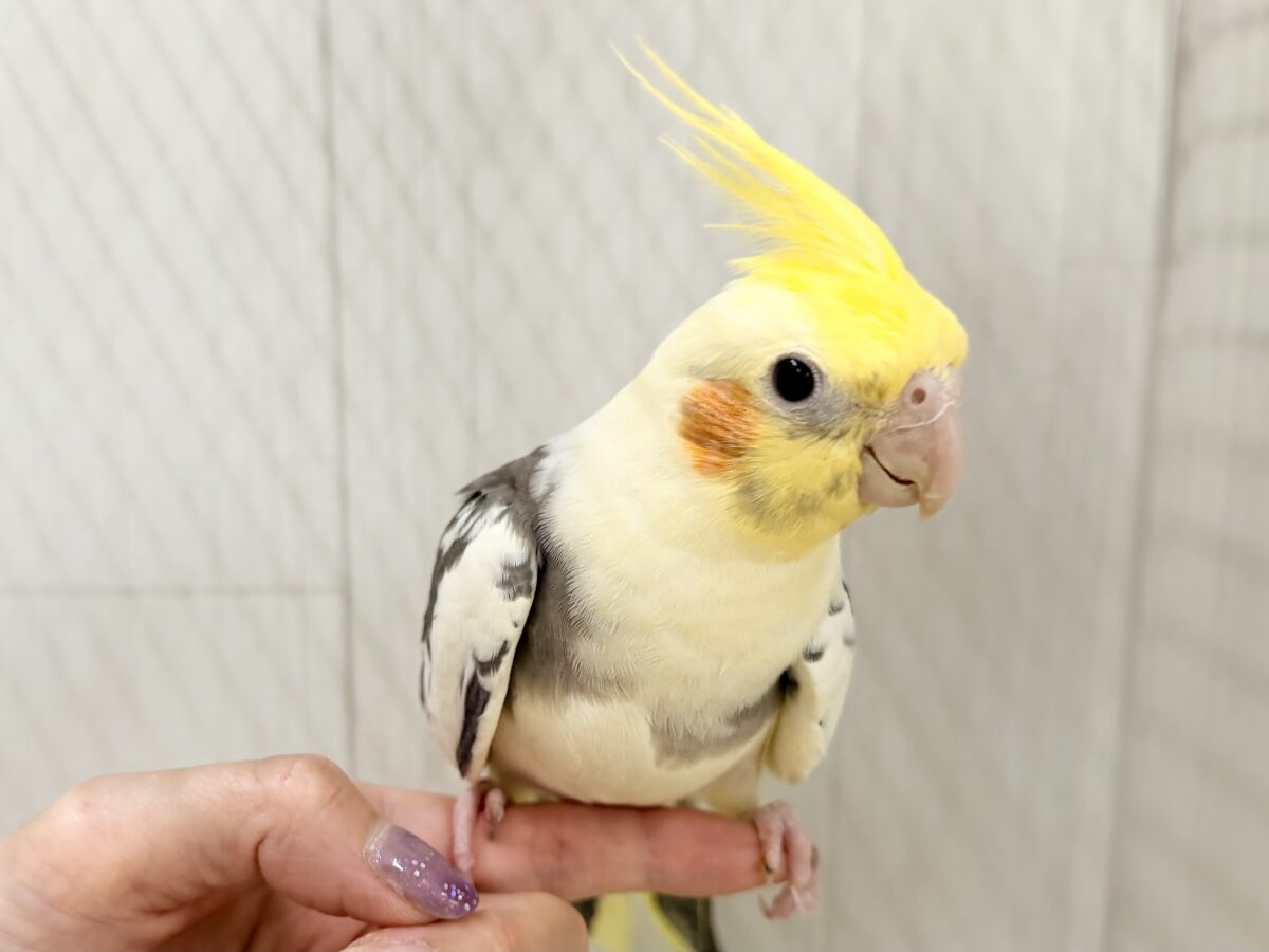目がまんまる⭕️可愛らしいお顔のオカメインコさん(パイド)入荷しました❤️ オカメインコ
