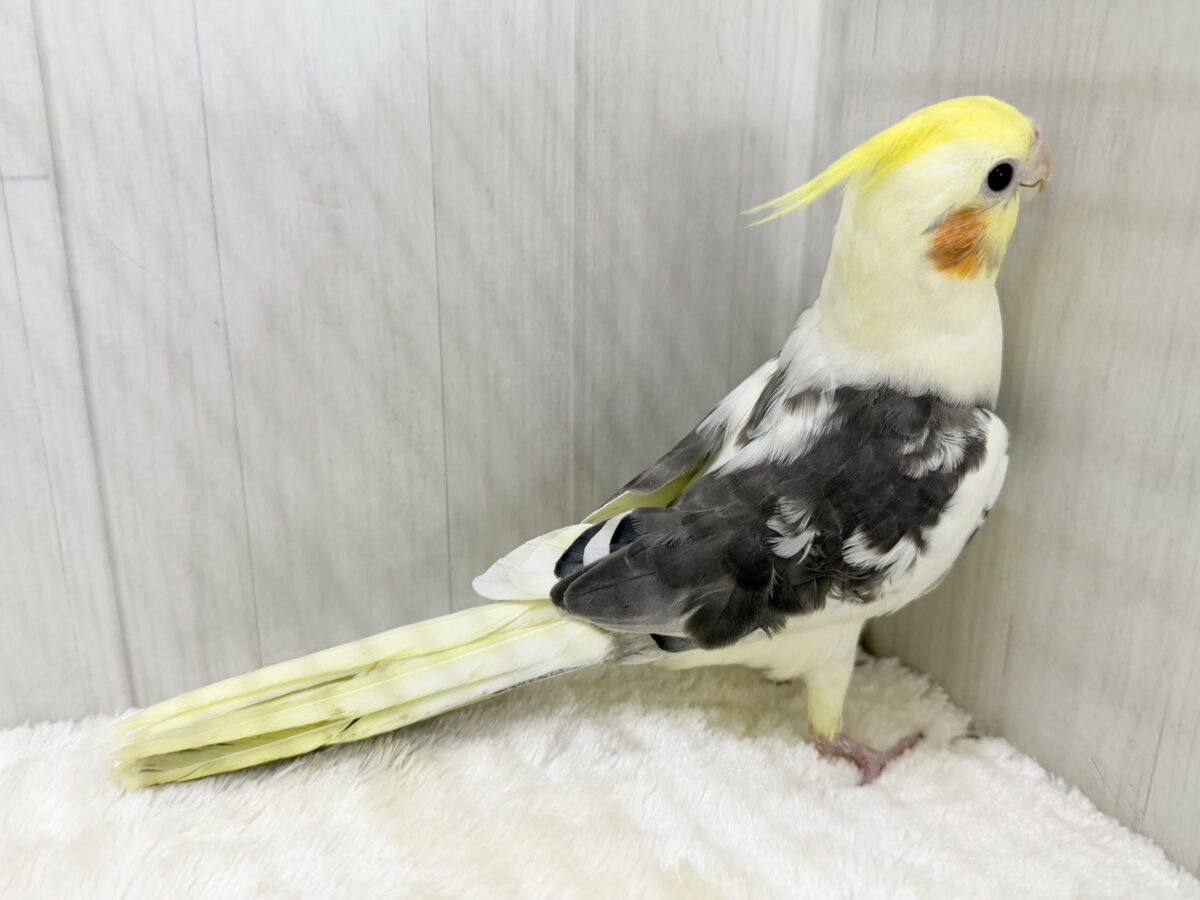 目がまんまる⭕️可愛らしいお顔のオカメインコさん(パイド)入荷しました❤️ オカメインコ