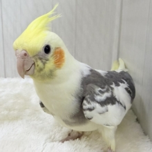 目がまんまる⭕️可愛らしいお顔のオカメインコさん(パイド)入荷しました❤️