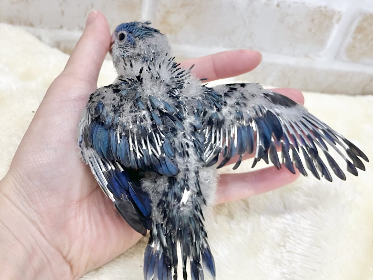 サザナミインコ