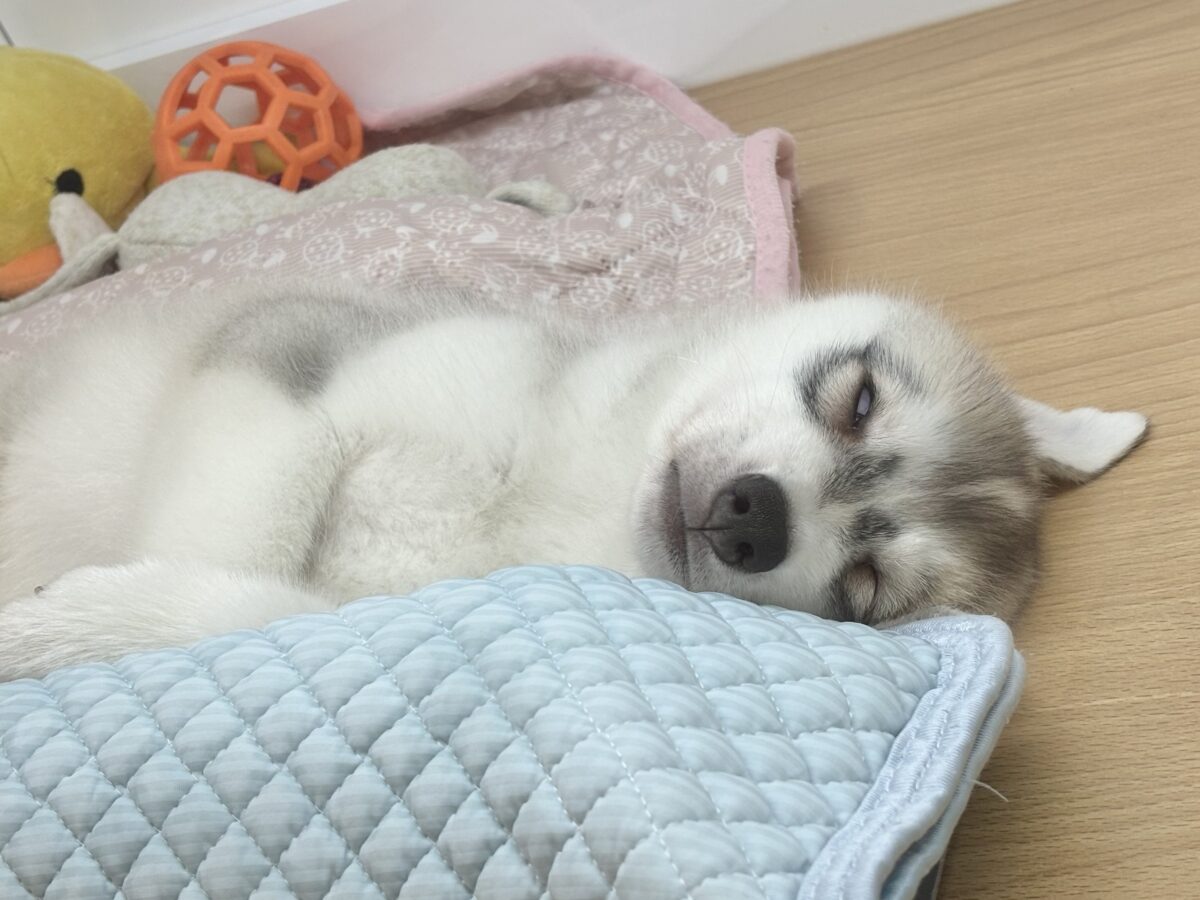 オイラに甘えられたい人は挙手〜♡シベリアンハスキーくん! シベリアンハスキー