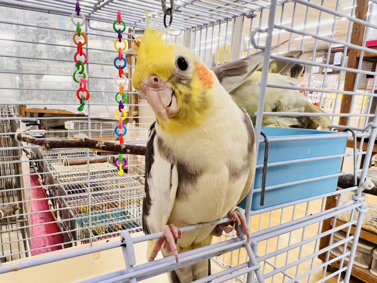 目がまんまる⭕️可愛らしいお顔のオカメインコさん(パイド)入荷しました❤️ オカメインコ