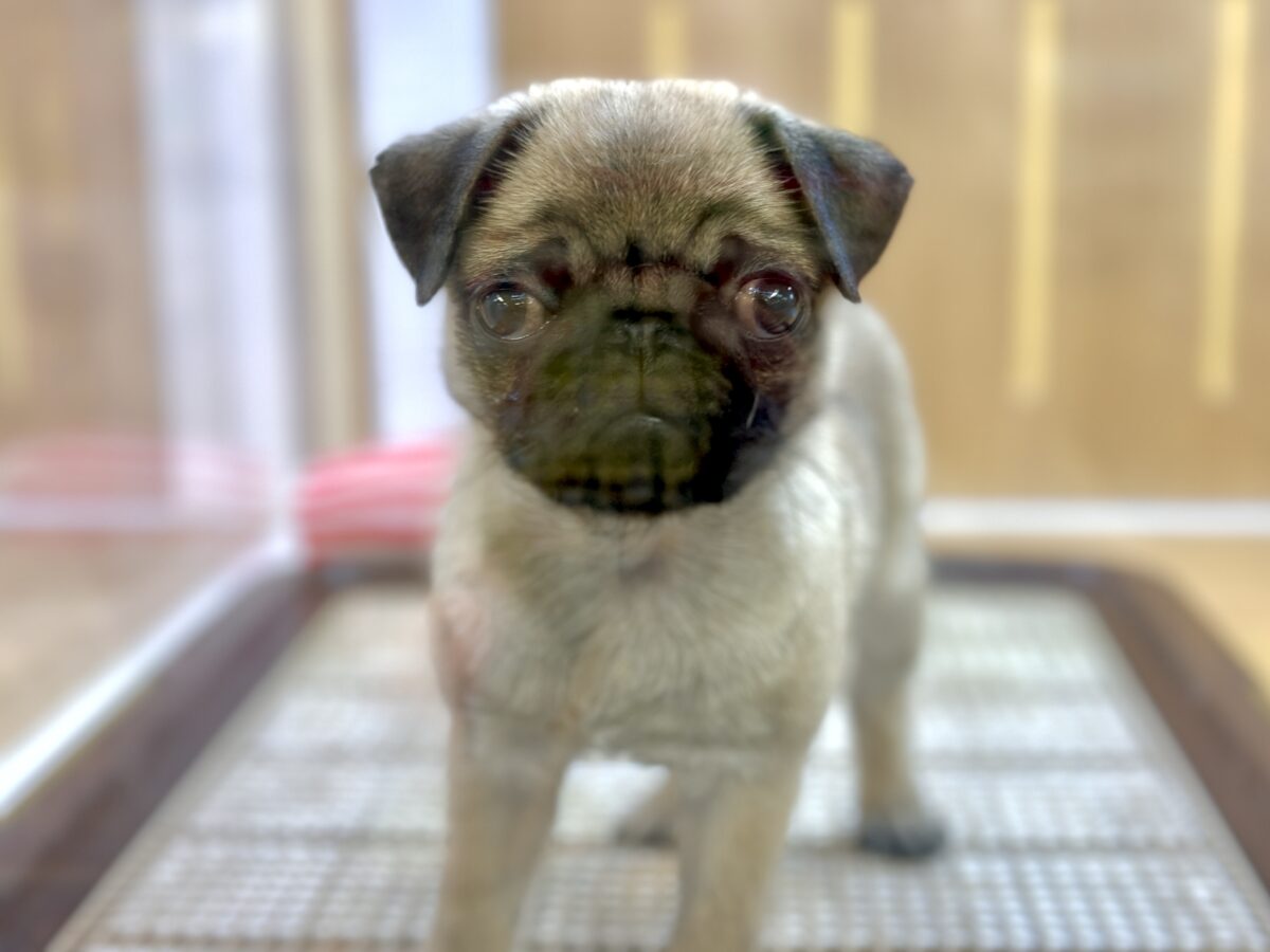 虜になること間違いなし🥺⭐️パグの女の子🐶 パグ
