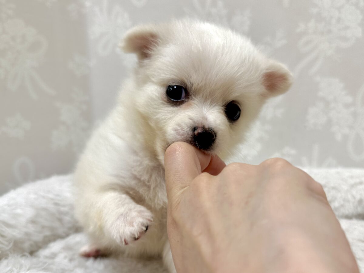 ポメチー（ポメチワ）