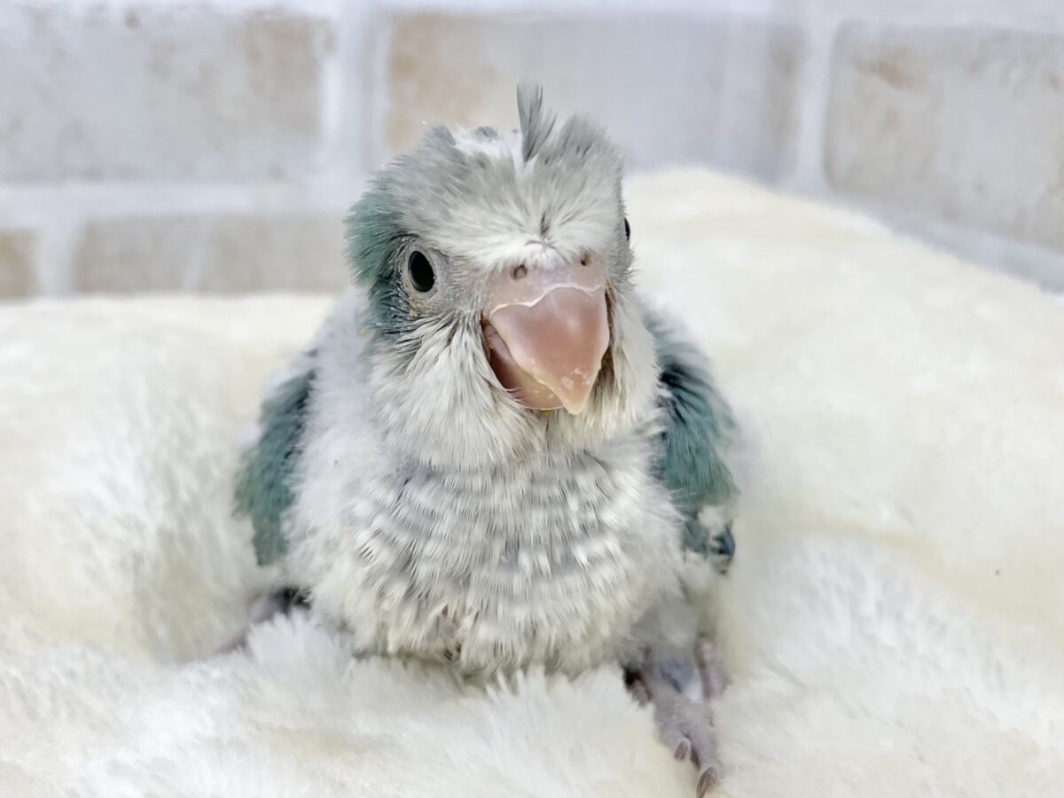 【🆙最新画像あり‼️】キレイなグラデーションカラー🌱🩵✨ オキナインコ(アクアブルーオパーリン) オキナインコ