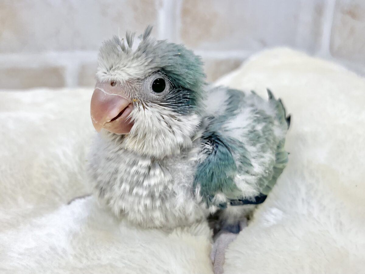 【🆙最新画像あり‼️】キレイなグラデーションカラー🌱🩵✨ オキナインコ(アクアブルーオパーリン) オキナインコ