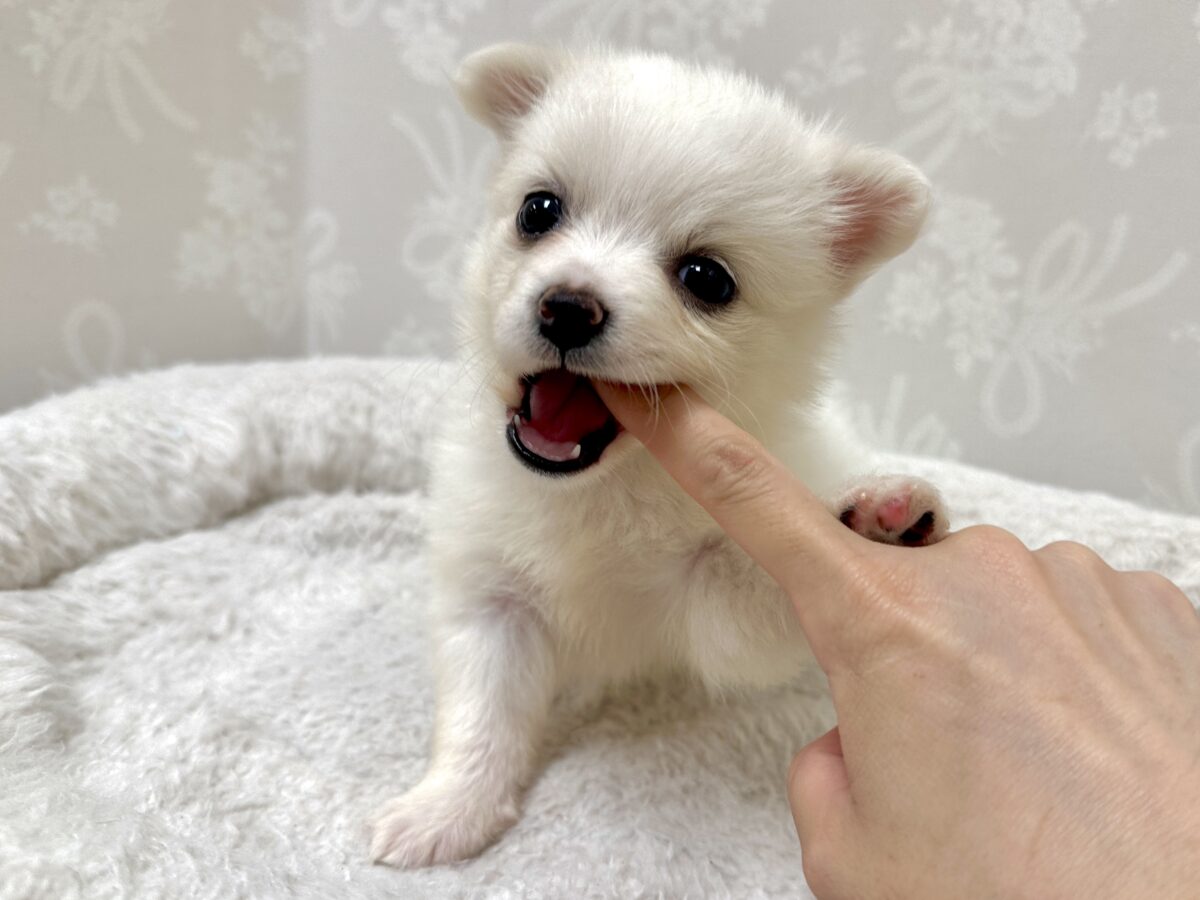 ポメチー（ポメチワ）