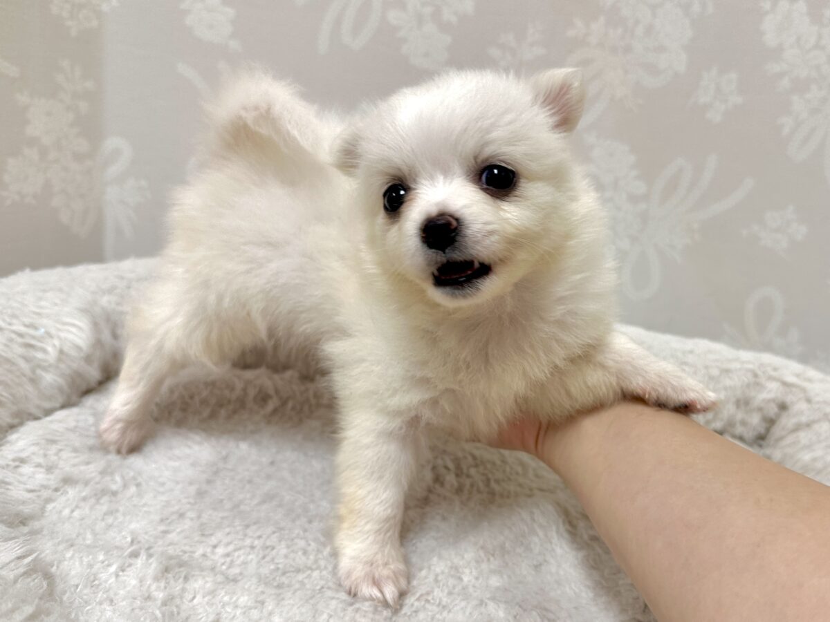 ポメチー（ポメチワ）