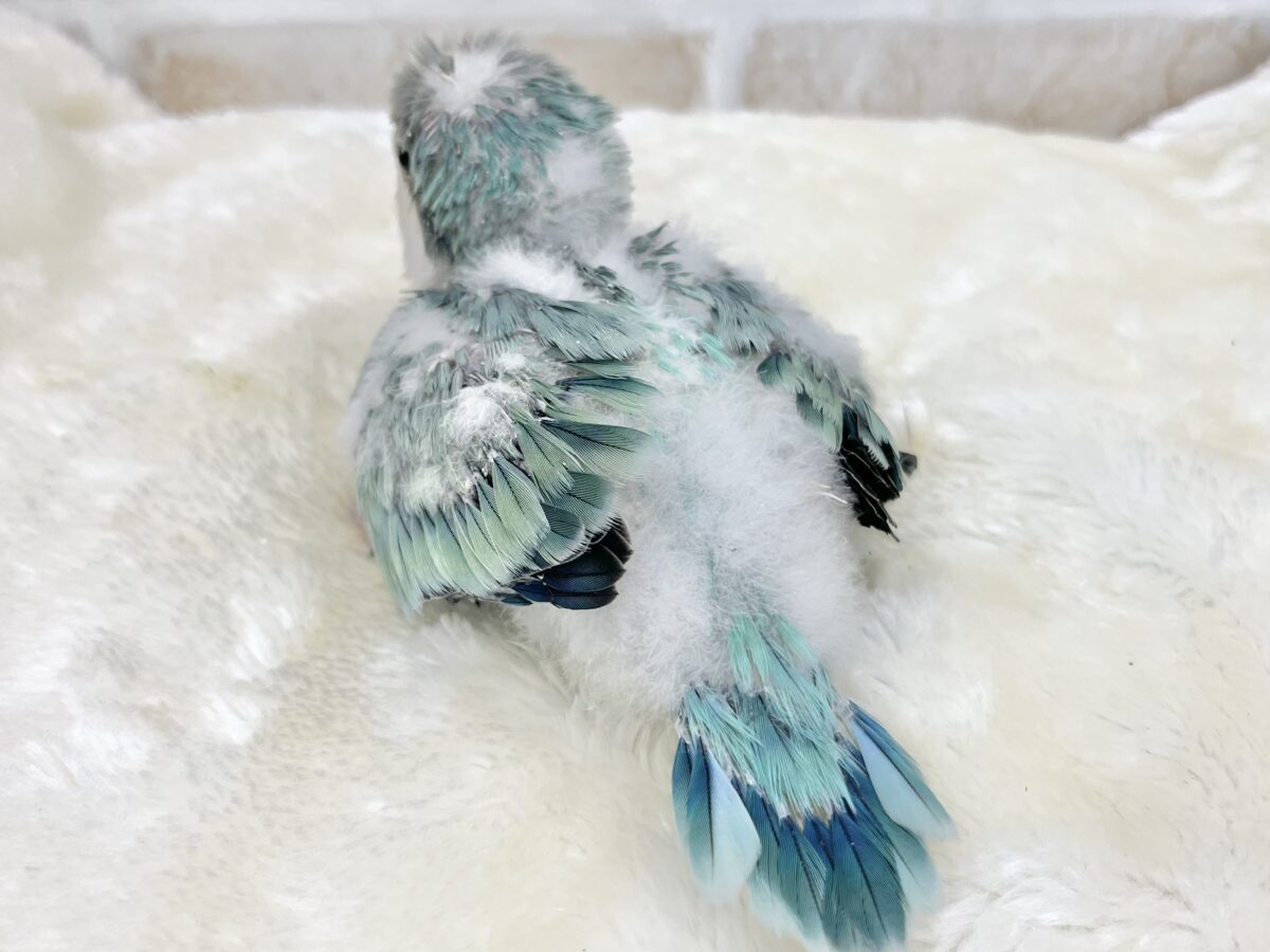 【🆙最新画像あり‼️】キレイなグラデーションカラー🌱🩵✨ オキナインコ(アクアブルーオパーリン) オキナインコ