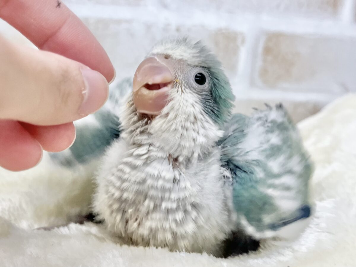 【🆙最新画像あり‼️】キレイなグラデーションカラー🌱🩵✨ オキナインコ(アクアブルーオパーリン) オキナインコ