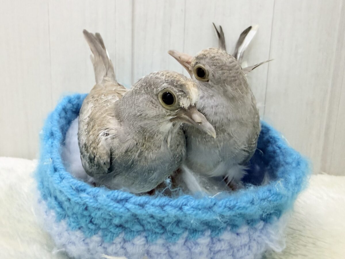 世界最小の鳩🕊🌈うすゆき鳩のヒナ入荷しました❤️ ウスユキバト