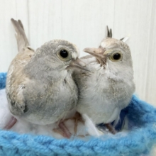 世界最小の鳩🕊🌈うすゆき鳩のヒナ入荷しました❤️