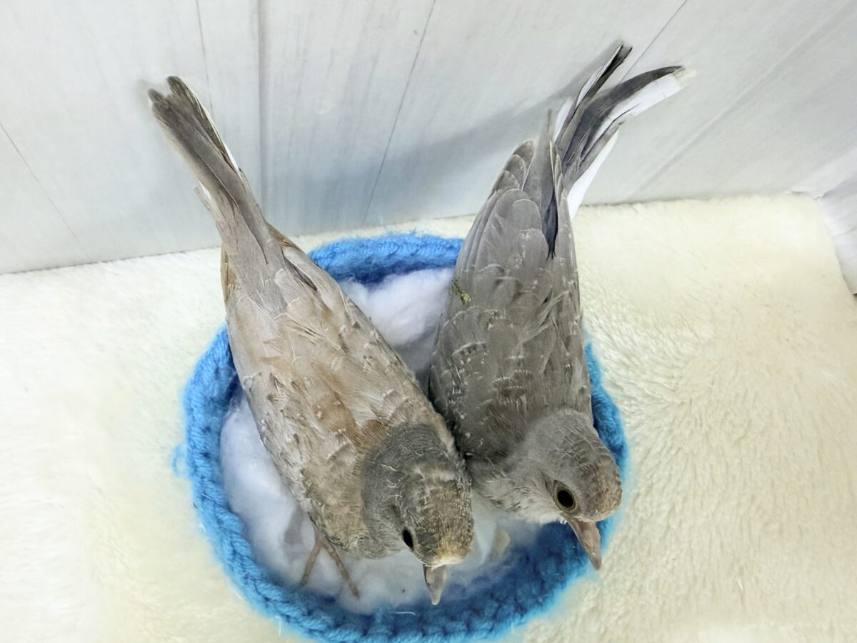 世界最小の鳩🕊🌈うすゆき鳩のヒナ入荷しました❤️ ウスユキバト