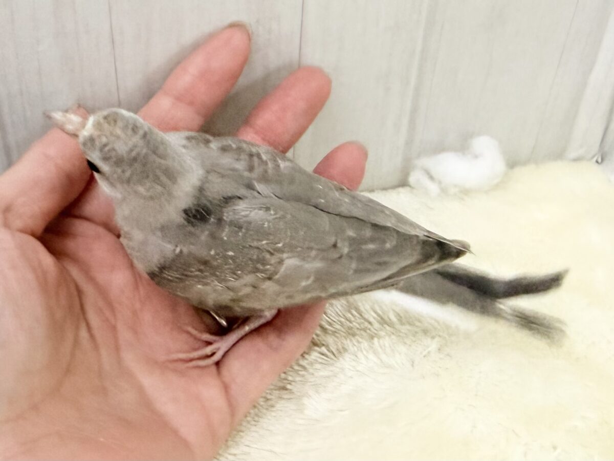 世界最小の鳩🕊🌈うすゆき鳩のヒナ入荷しました❤️ ウスユキバト