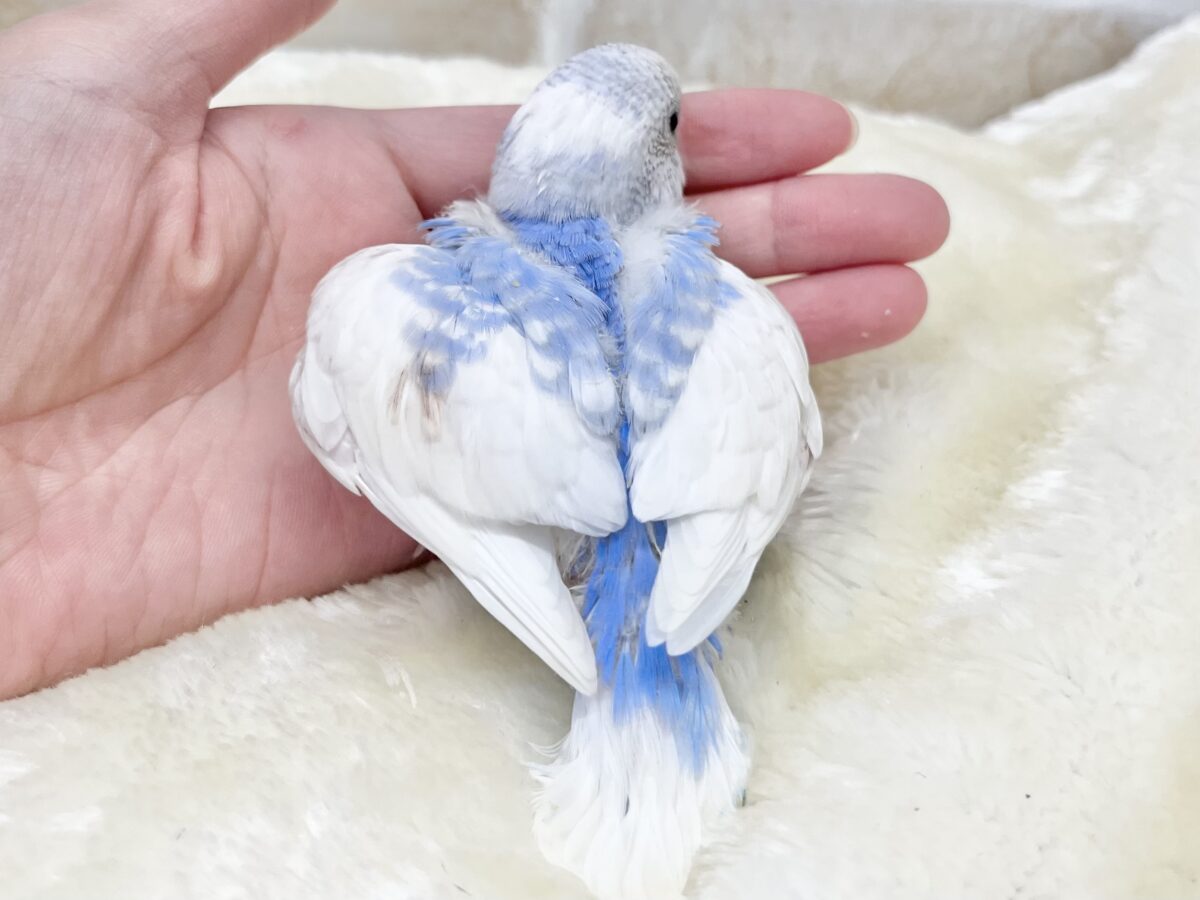 【🆙最新画像あり‼️】まるまるどっしりボディ☁️🩵 セキセイインコ(ブルースパングルパイド) セキセイインコ