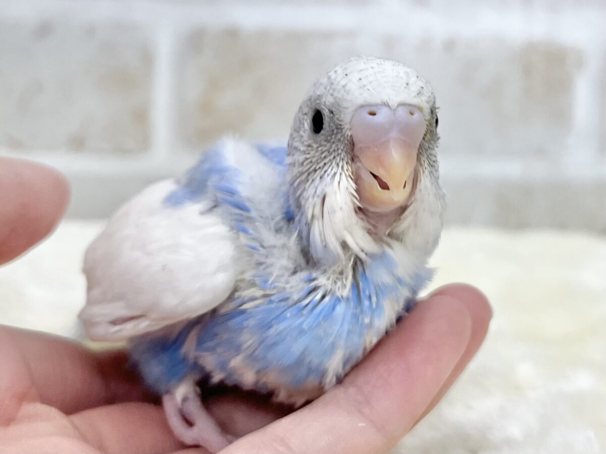 【🆙最新画像あり‼️】まるまるどっしりボディ☁️🩵 セキセイインコ(ブルースパングルパイド) セキセイインコ