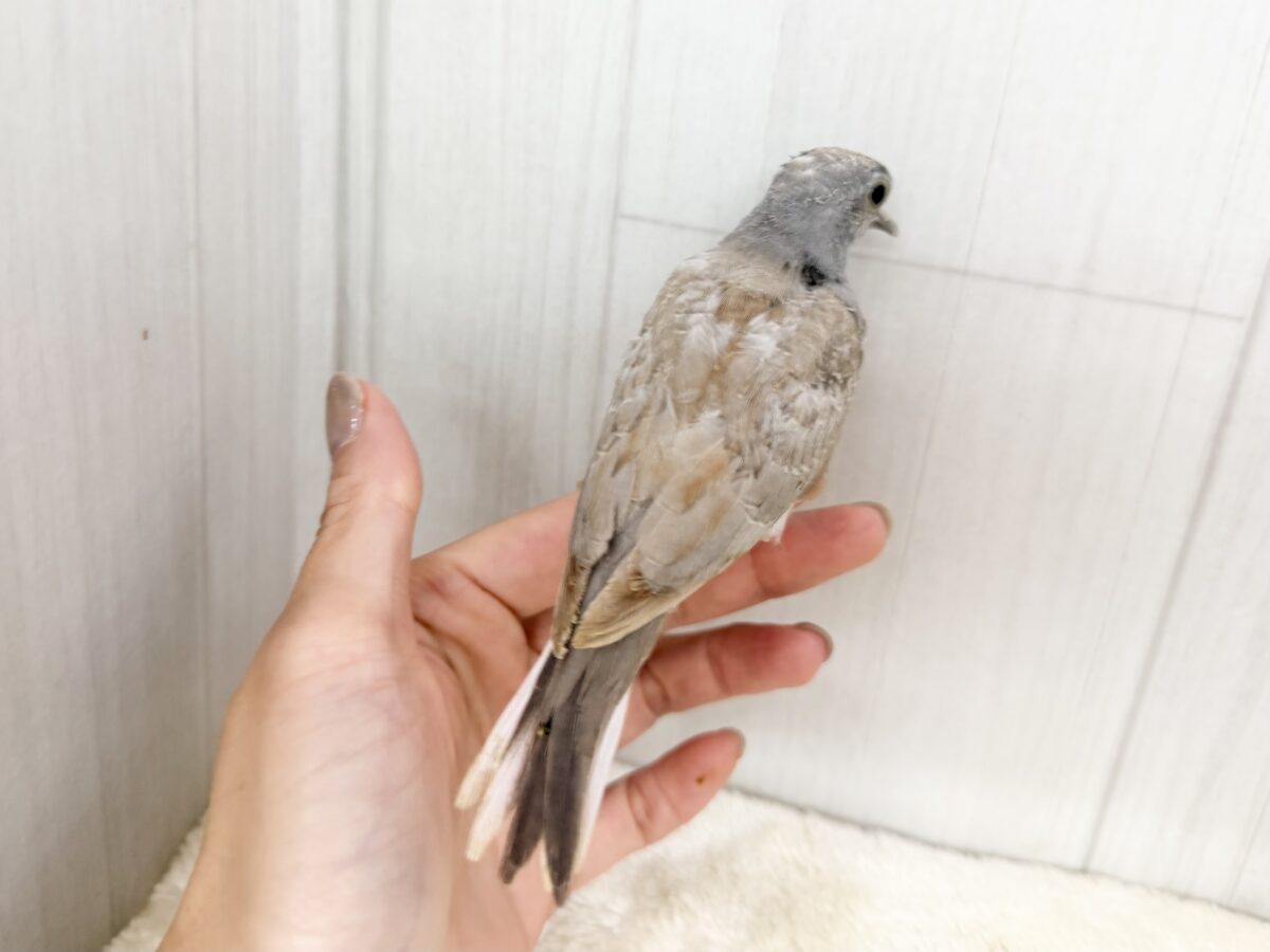 世界最小の鳩🕊🌈うすゆき鳩のヒナ入荷しました❤️ ウスユキバト