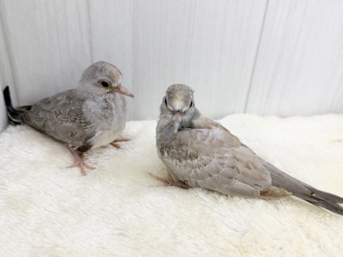 世界最小の鳩🕊🌈うすゆき鳩のヒナ入荷しました❤️ ウスユキバト