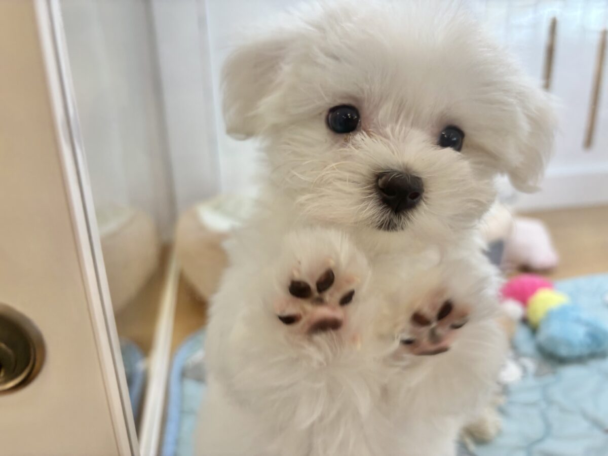 私の名前はかわいいなの〜?マルチーズちゃん! マルチーズ