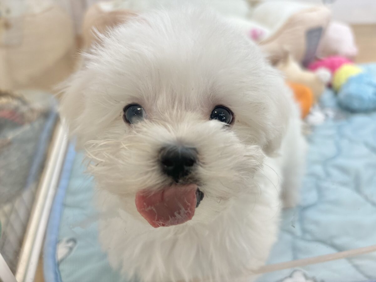 私の名前はかわいいなの〜?マルチーズちゃん! マルチーズ