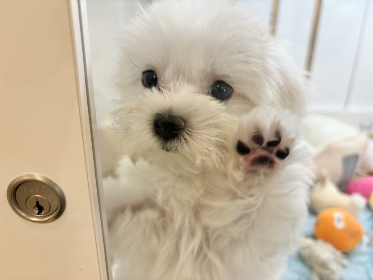 私の名前はかわいいなの〜?マルチーズちゃん! マルチーズ