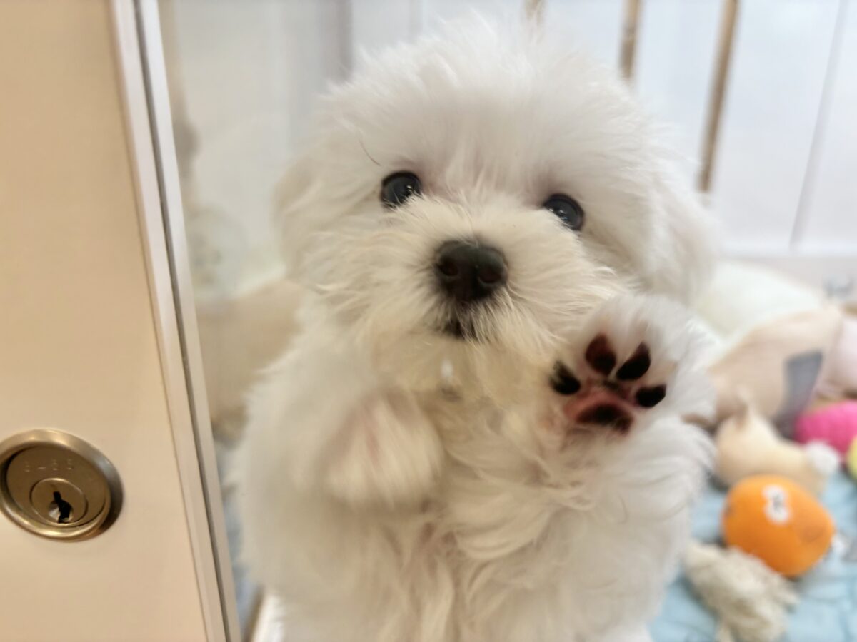 私の名前はかわいいなの〜?マルチーズちゃん! マルチーズ