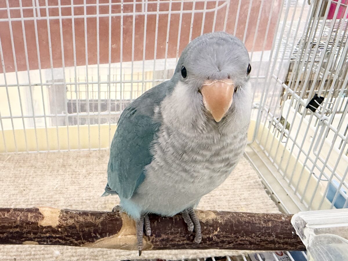 オキナインコ