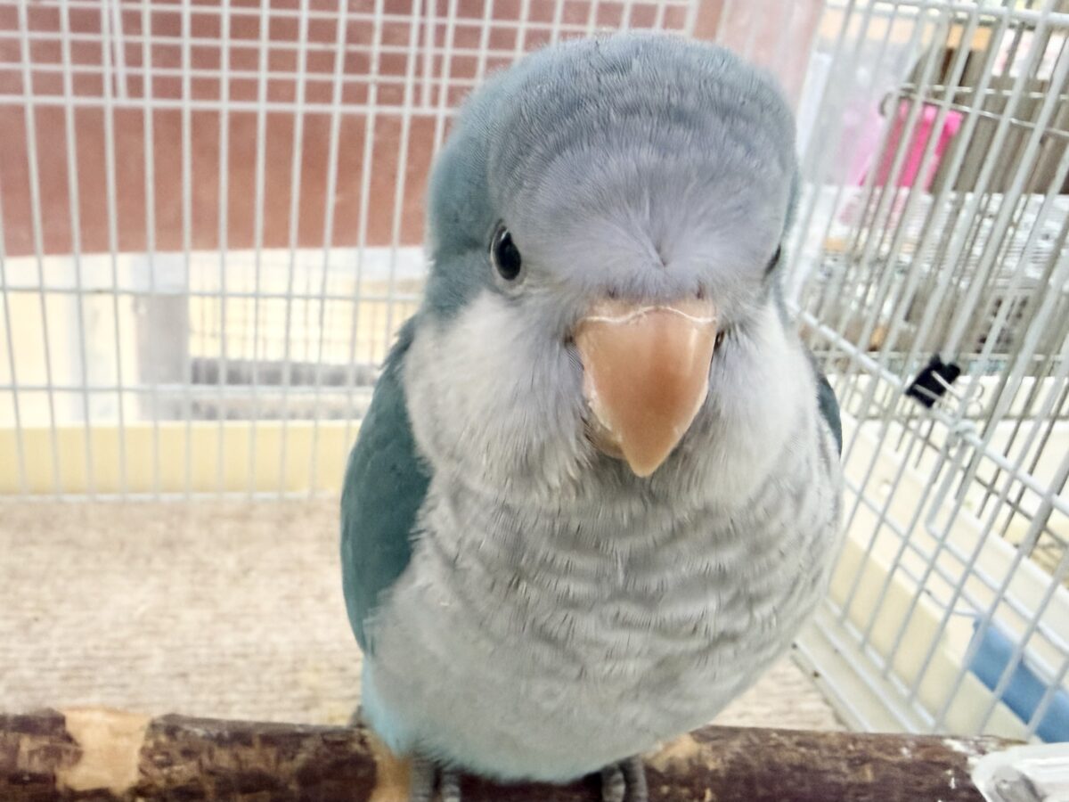 最新画像更新✨誰か止めて〜‼︎‼︎💙パタパタわきわき🎶オキナインコのブルー✨✨ オキナインコ