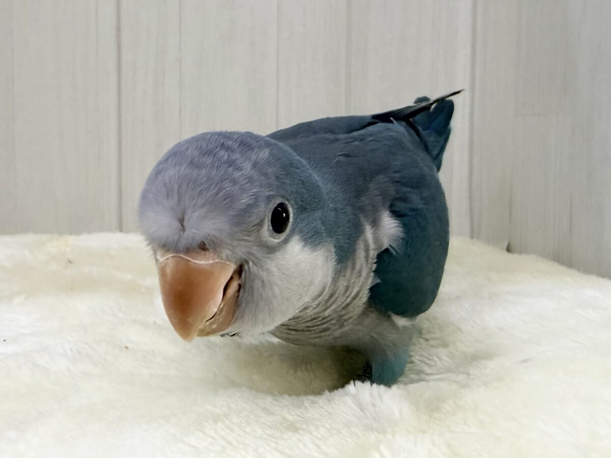 オキナインコ