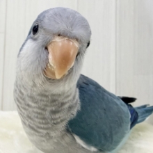 最新画像更新✨誰か止めて〜‼︎‼︎💙ﾊﾟﾀﾊﾟﾀわきわき🎶オキナインコのブルー✨✨
