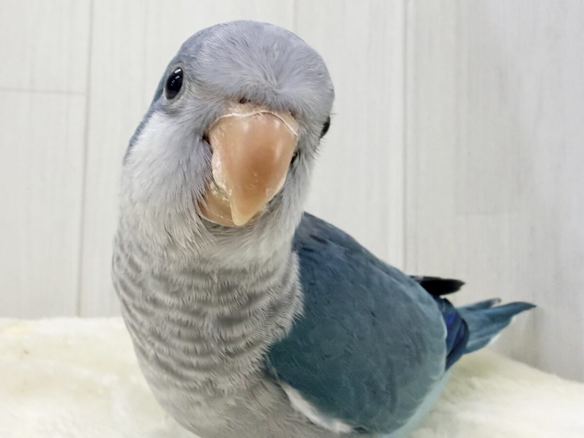最新画像更新✨誰か止めて〜‼︎‼︎💙ﾊﾟﾀﾊﾟﾀわきわき🎶オキナインコのブルー✨✨