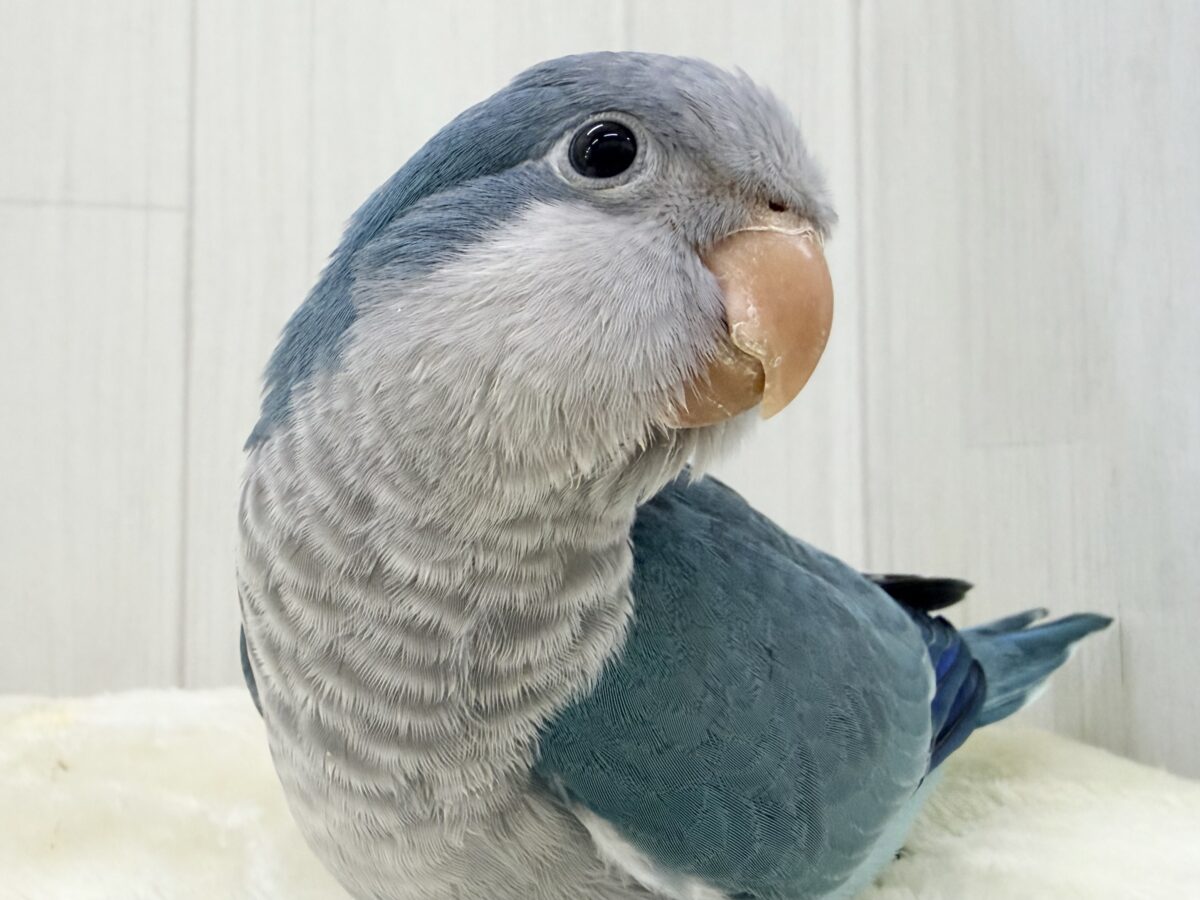 オキナインコ