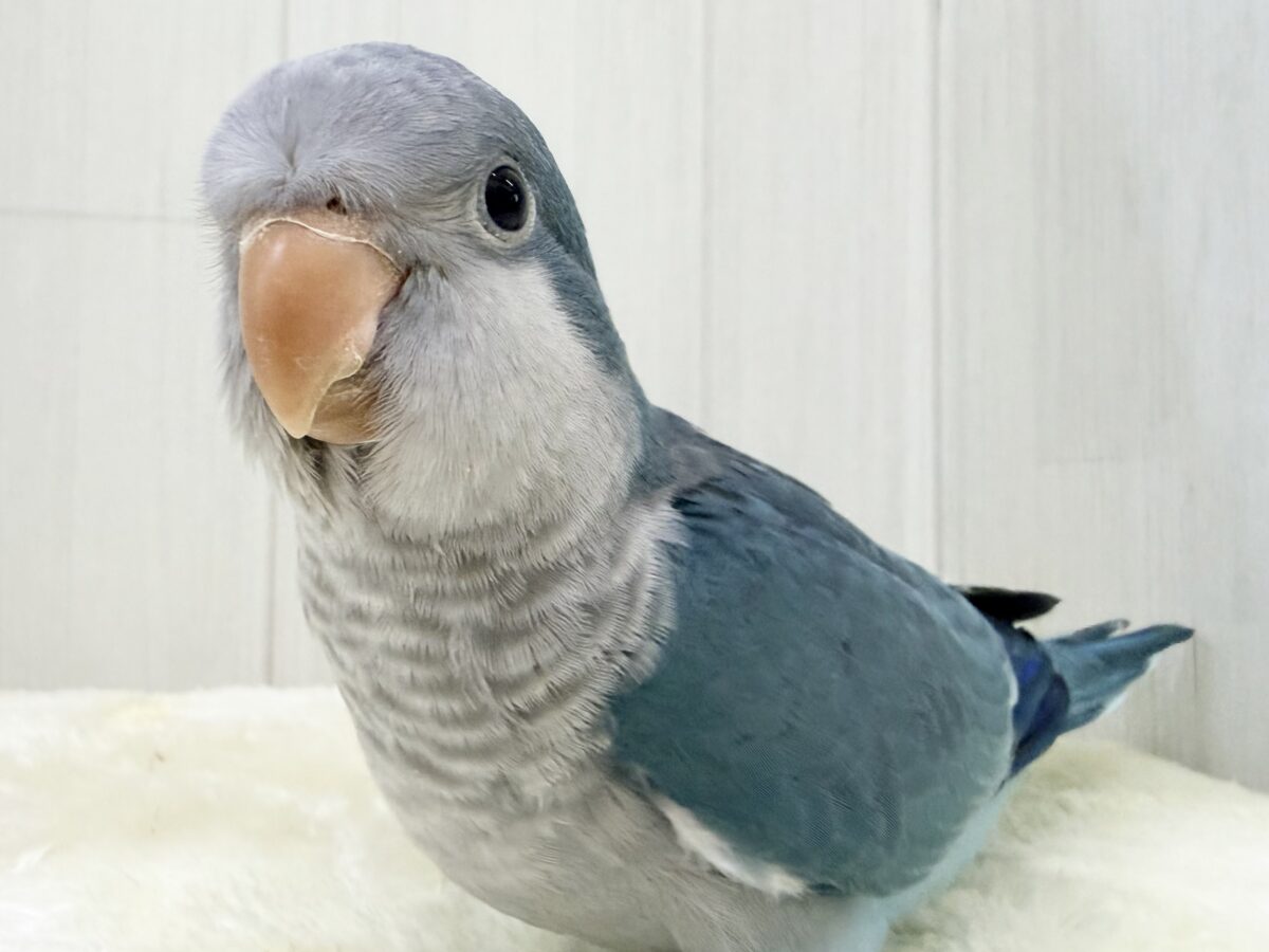 オキナインコ