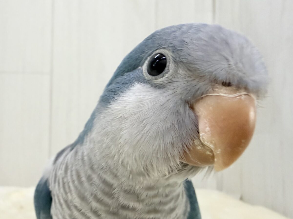 最新画像更新✨誰か止めて〜‼︎‼︎💙パタパタわきわき🎶オキナインコのブルー✨✨ オキナインコ