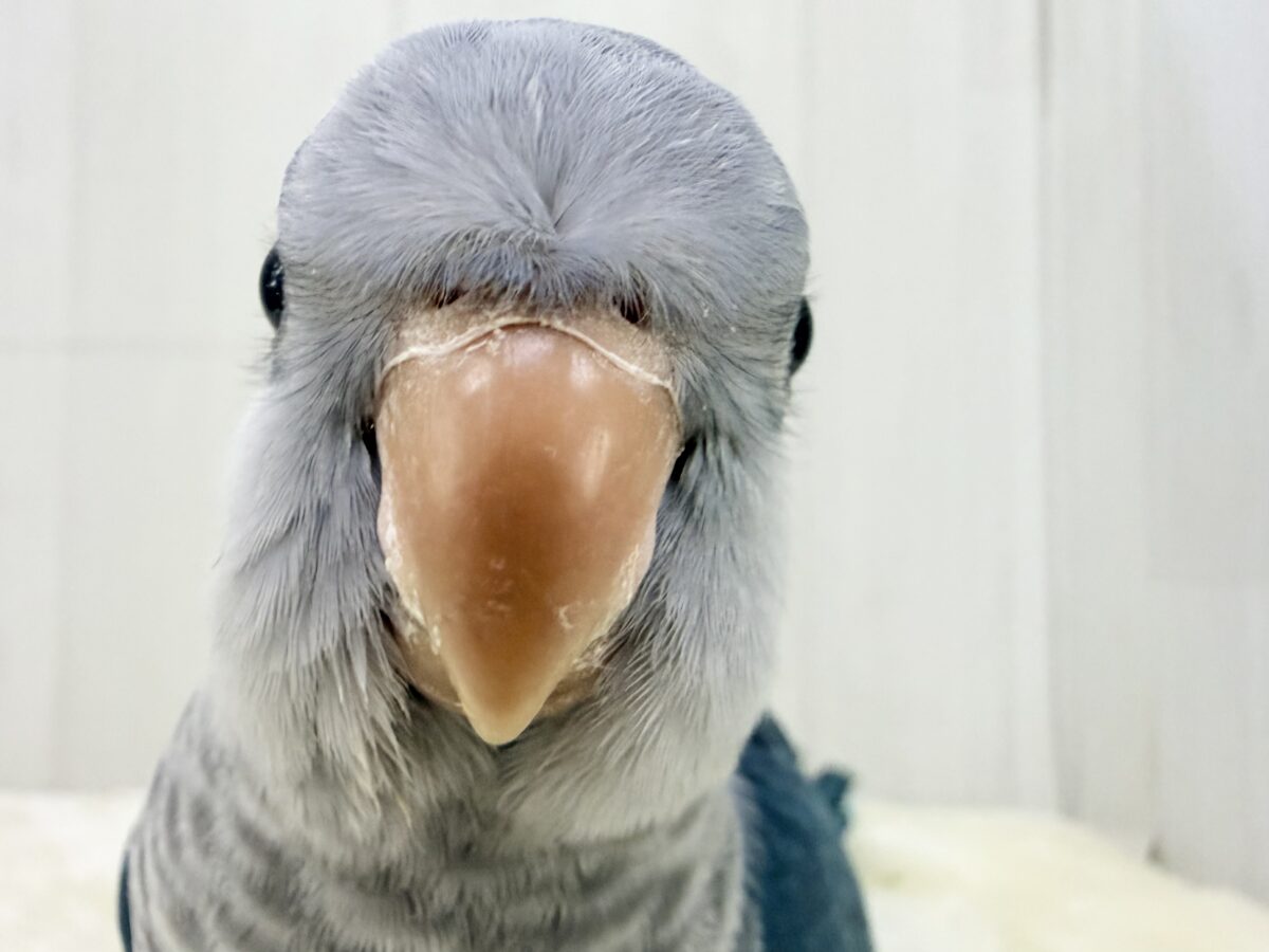 オキナインコ