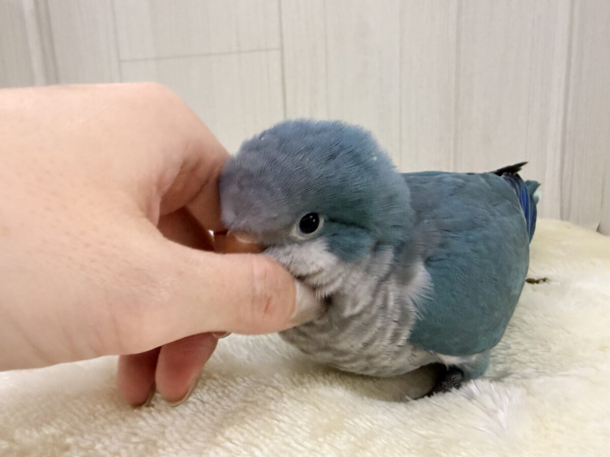 オキナインコ
