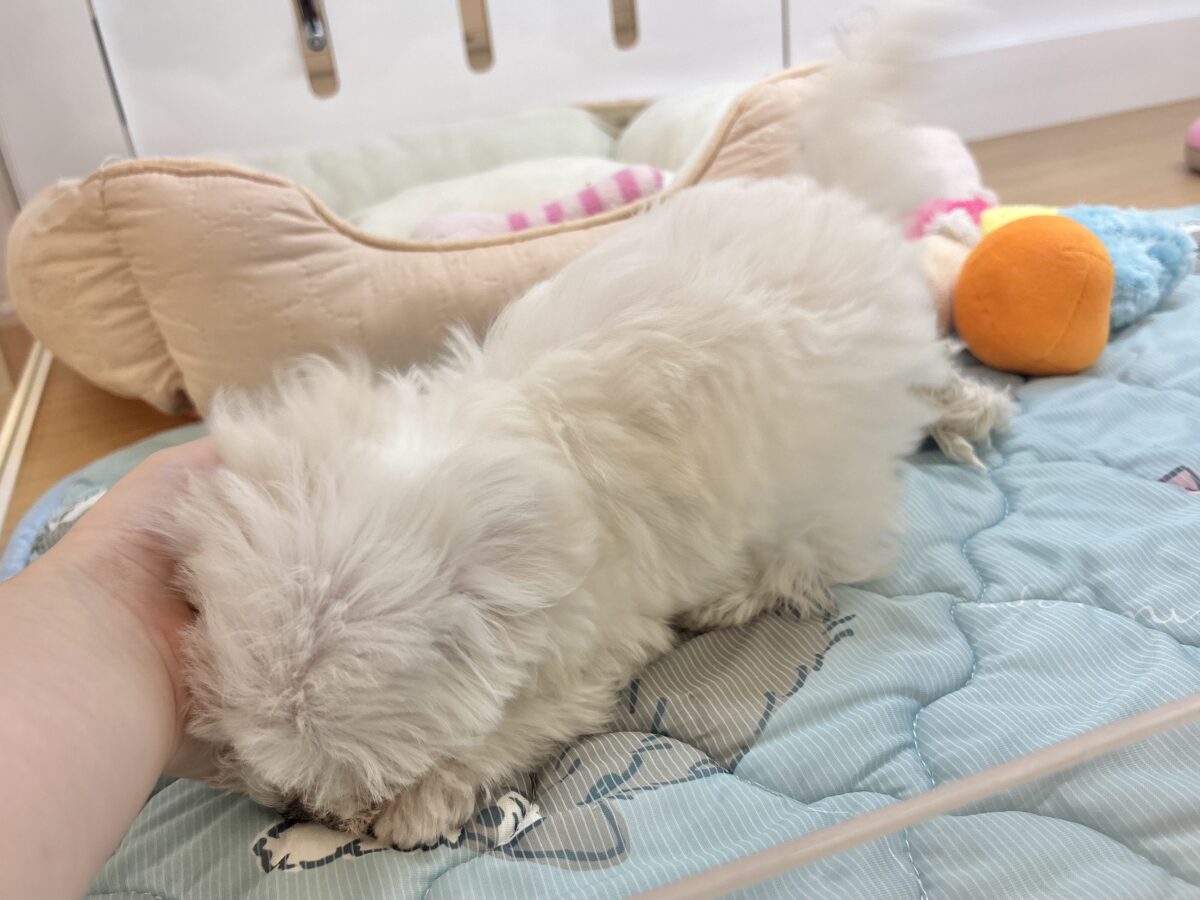 私の名前はかわいいなの〜?マルチーズちゃん! マルチーズ