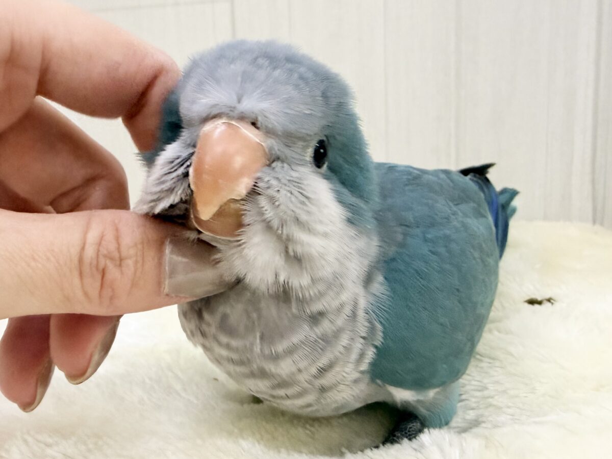 最新画像更新✨誰か止めて〜‼︎‼︎💙パタパタわきわき🎶オキナインコのブルー✨✨ オキナインコ