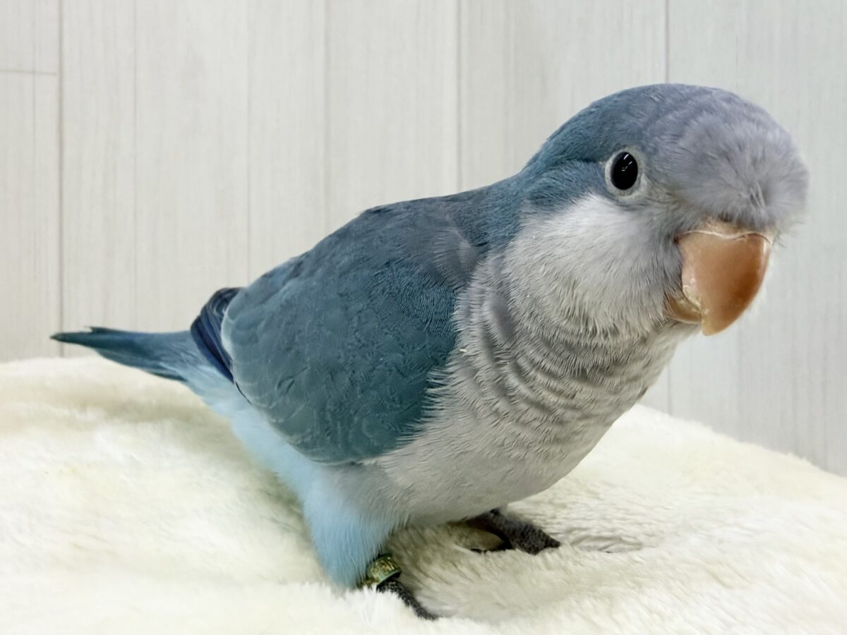 最新画像更新✨誰か止めて〜‼︎‼︎💙パタパタわきわき🎶オキナインコのブルー✨✨ オキナインコ