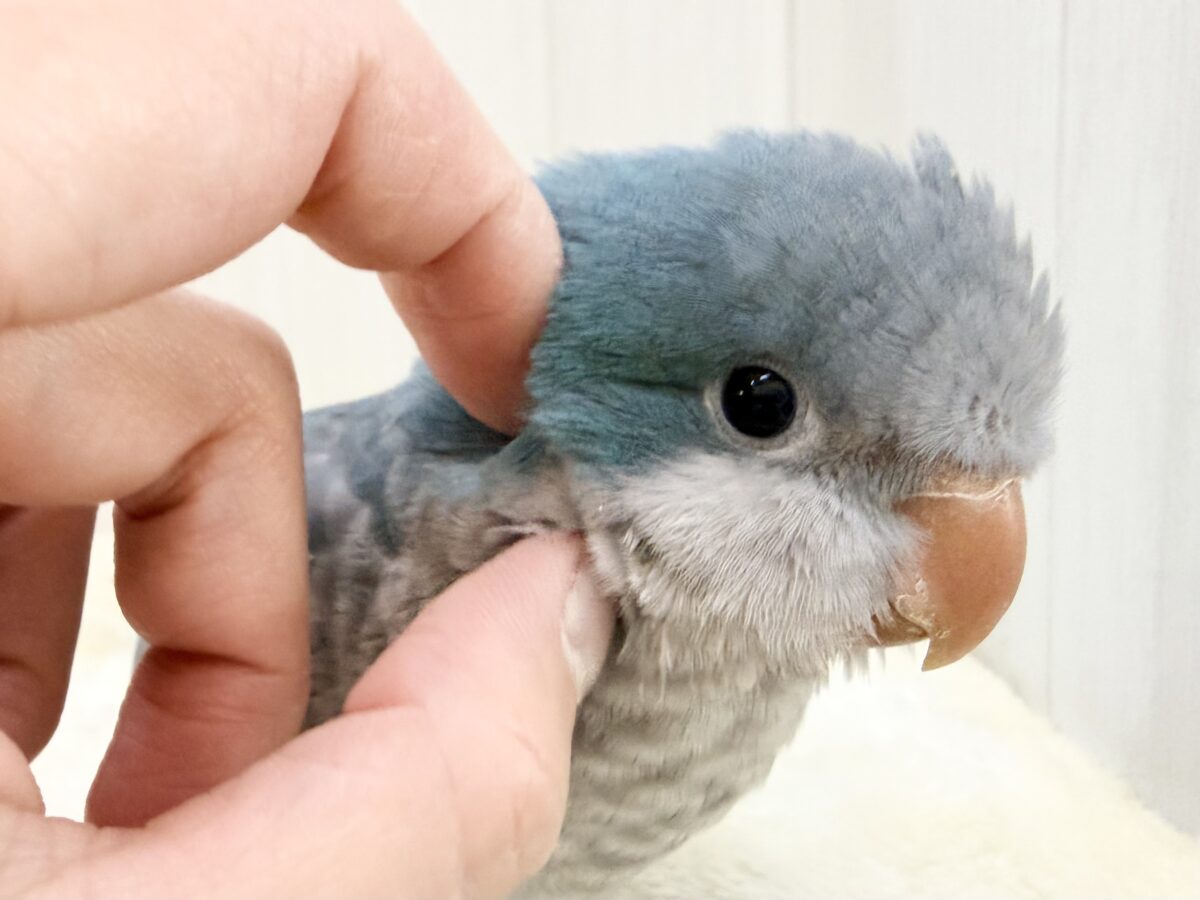 オキナインコ