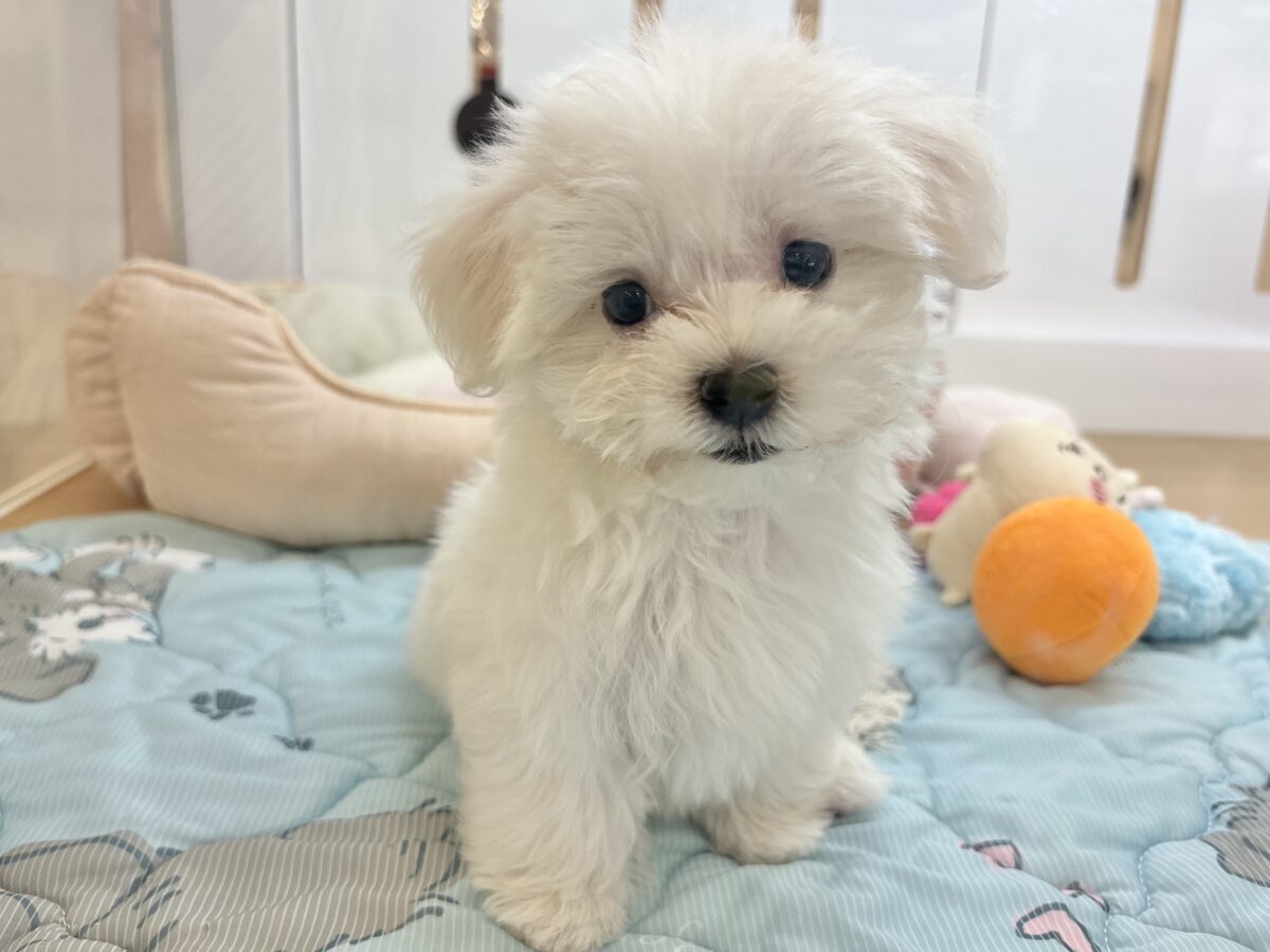 私の名前はかわいいなの〜?マルチーズちゃん! マルチーズ