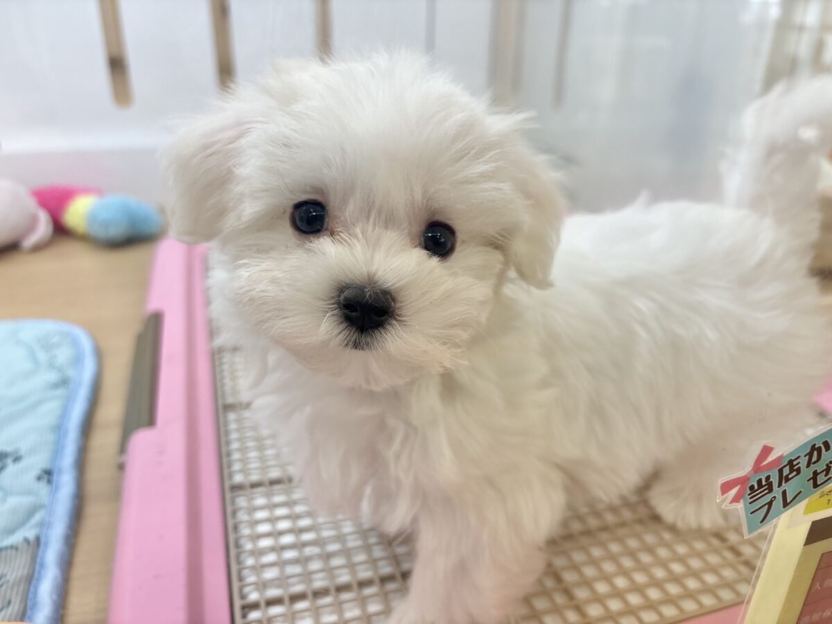 私の名前はかわいいなの〜?マルチーズちゃん! マルチーズ
