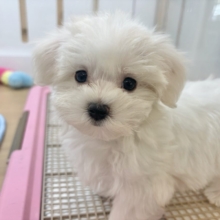 私の名前はかわいいなの〜？マルチーズちゃん！