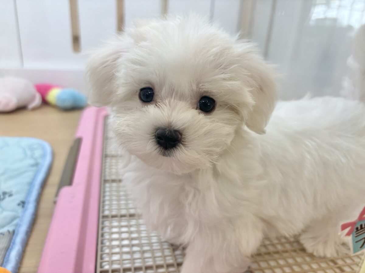 私の名前はかわいいなの〜?マルチーズちゃん! マルチーズ