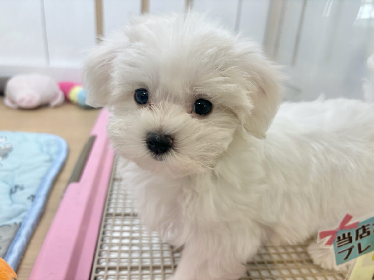 私の名前はかわいいなの〜?マルチーズちゃん! マルチーズ