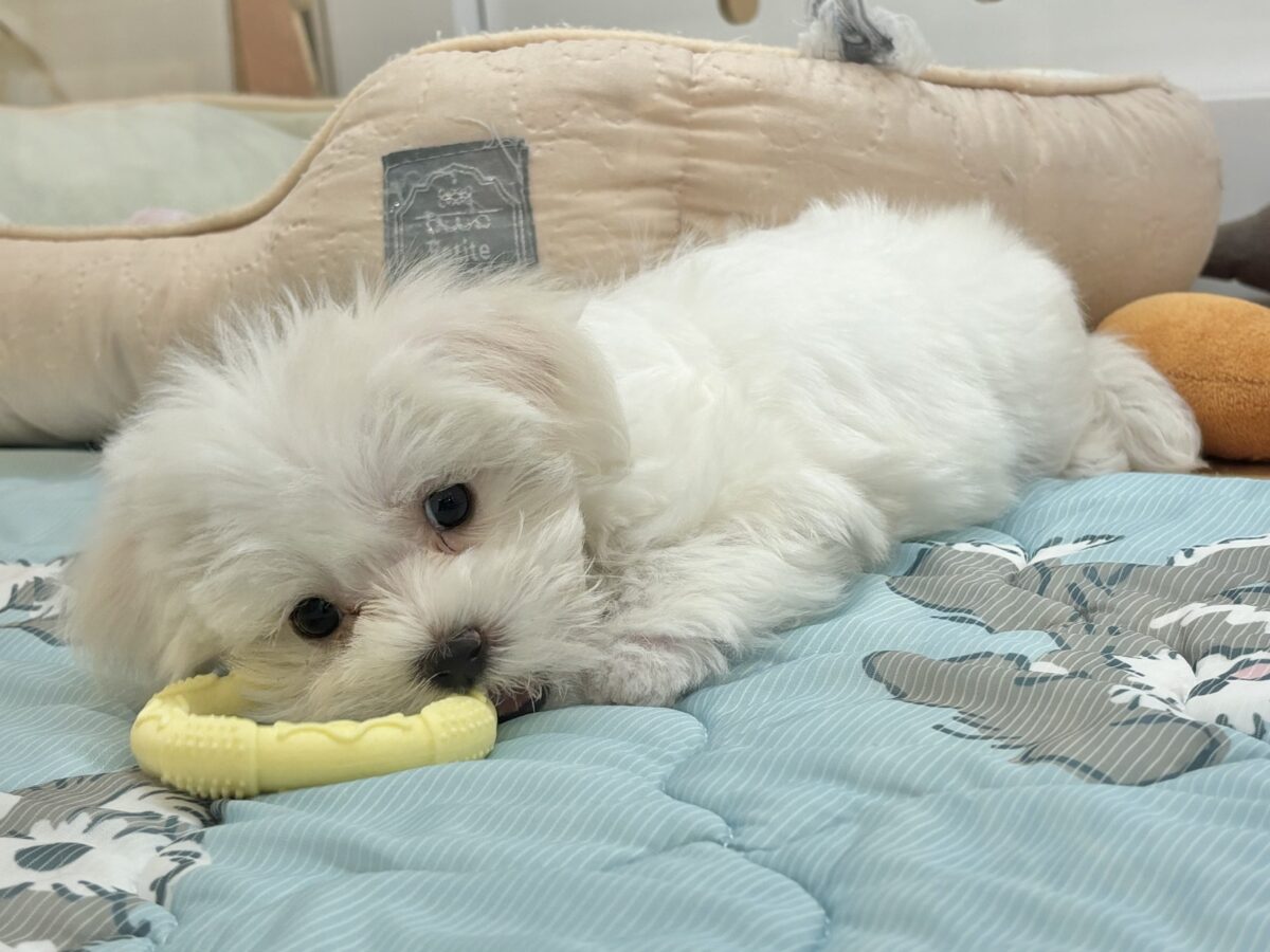 私の名前はかわいいなの〜?マルチーズちゃん! マルチーズ