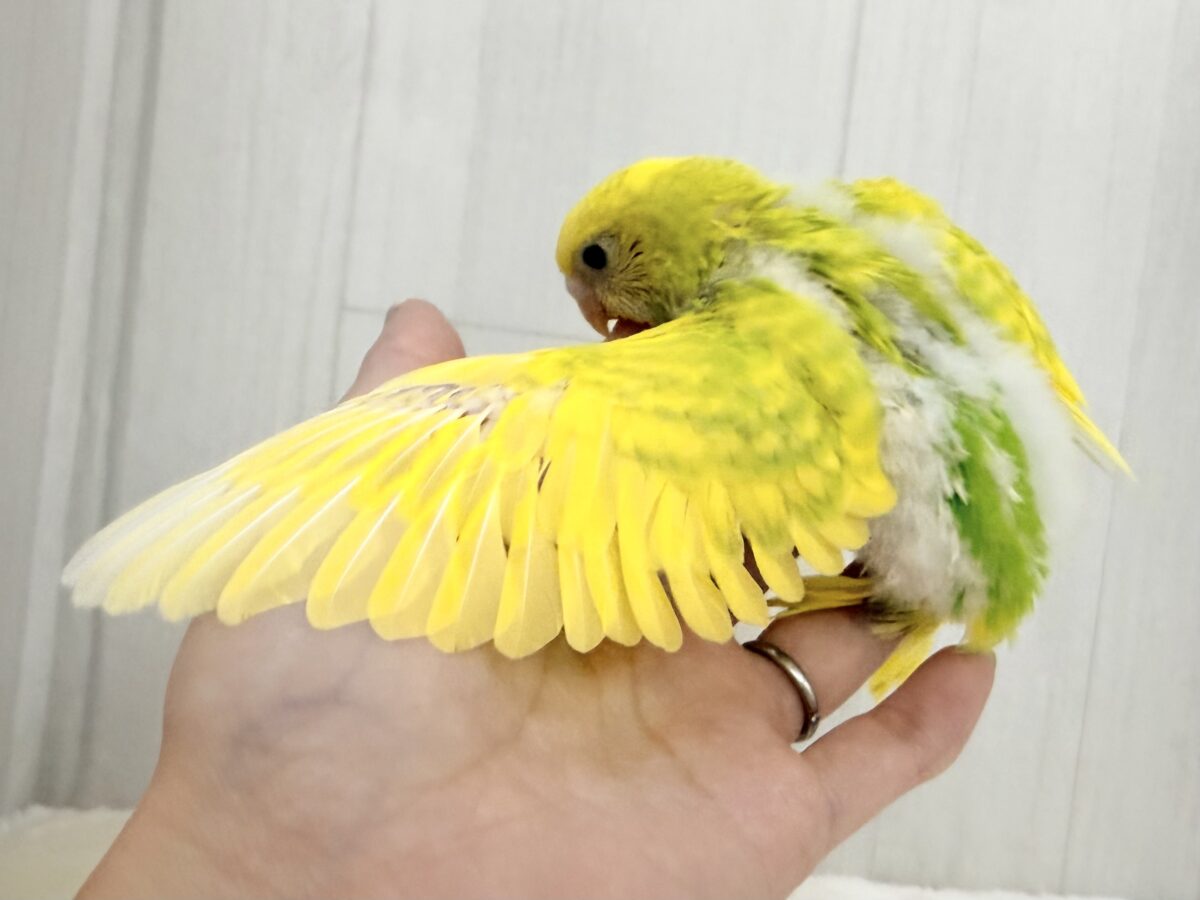 ピチピチ💕︎若々しいビタミンカラー🍋セキセイインコのヒナ(グリーンスパングル)入荷しました❤️ セキセイインコ