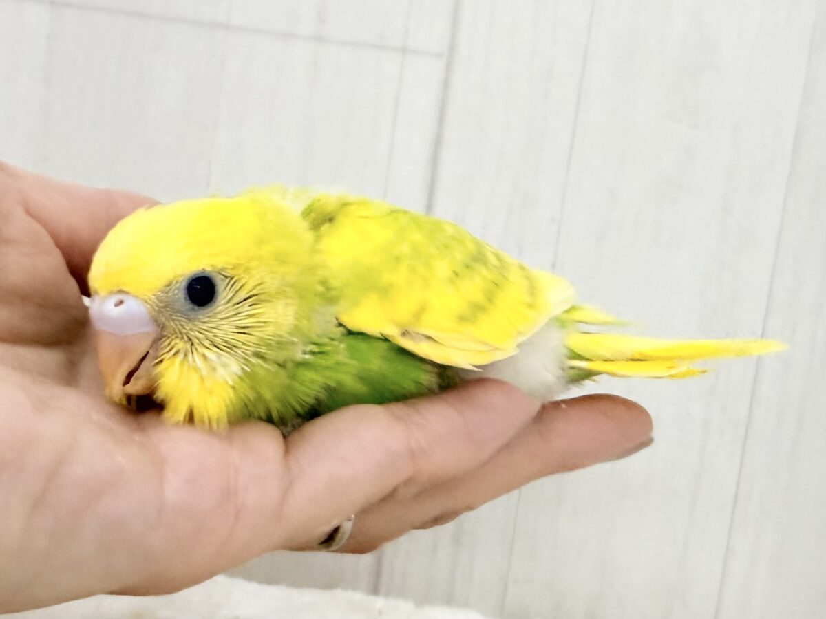 セキセイインコ