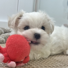 ムチムチっとメロメロにしちゃうもん♥チワマルちゃん！
